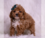 Small Photo #28 Poodle (Toy) Puppy For Sale in WARSAW, IN, USA