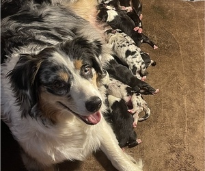 Mother of the Australian Shepherd puppies born on 07/13/2022