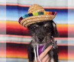 Small #3 Mutt