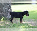 Small Photo #10 Doberman Pinscher Puppy For Sale in BEAUMONT, TX, USA