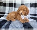 Small #2 YorkiePoo