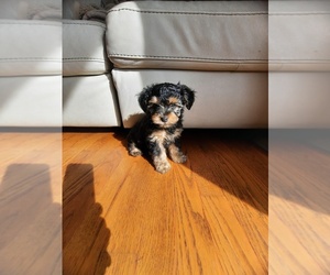 YorkiePoo Puppy for sale in CHICAGO, IL, USA