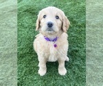 Puppy 4 Goldendoodle