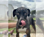 Small #1 Catahoula Leopard Dog Mix