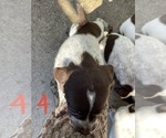 Small Photo #5 German Shorthaired Pointer Puppy For Sale in PINCONNING, MI, USA