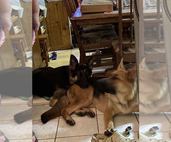 Medium Photo #4 German Shepherd Dog Puppy For Sale in LA FAYETTE, NY, USA