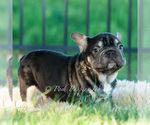 Small #2 French Bulldog