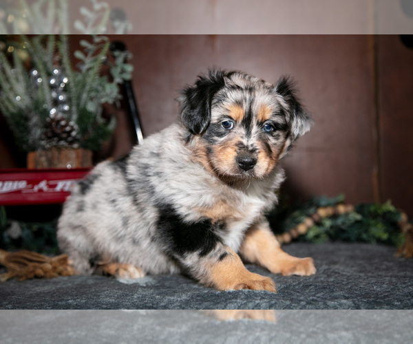 Medium Photo #3 Miniature Australian Shepherd Puppy For Sale in SHREVE, OH, USA