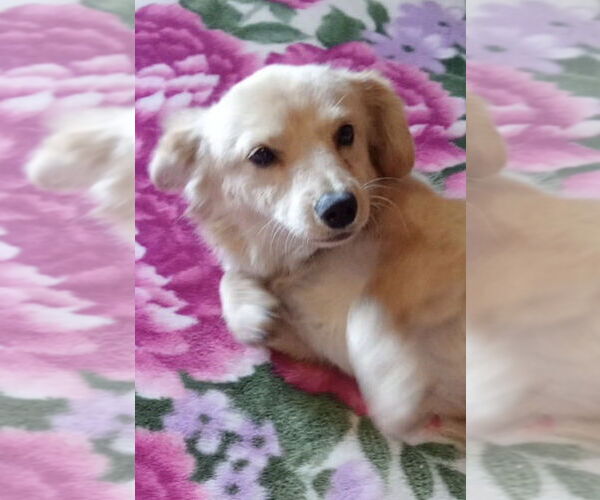 Medium Photo #3 Mutt Puppy For Sale in San Diego, CA, USA