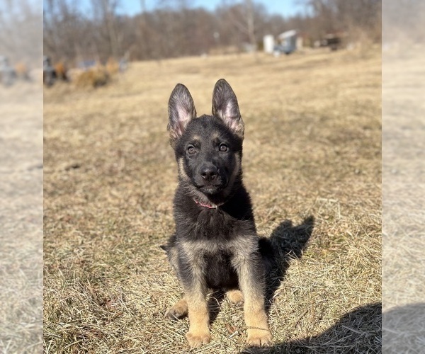 Medium Photo #2 German Shepherd Dog Puppy For Sale in SUMPTER TWP, MI, USA