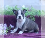 Small Boston Terrier