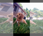 Puppy Freddy Goldendoodle