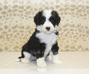 Miniature Bernedoodle Puppy for sale in DENVER, PA, USA