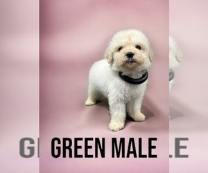 Goldendoodle Puppy for sale in LAWRENCEBURG, TN, USA