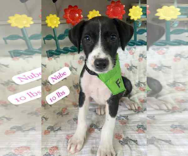Medium Photo #3 Dalmatian-Labrador Retriever Mix Puppy For Sale in Virginia Beach, VA, USA