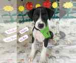Small #2 Dalmatian-Labrador Retriever Mix
