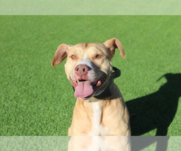 Medium Photo #3 Mutt Puppy For Sale in Chestertown, MD, USA