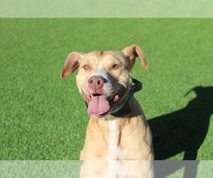 Oatie - Male Mutt Dog for Adoption - Photo #3