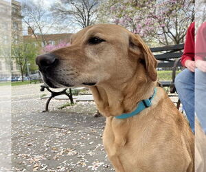 Labrador Retriever-Unknown Mix Dogs for adoption in Brooklyn, NY, USA