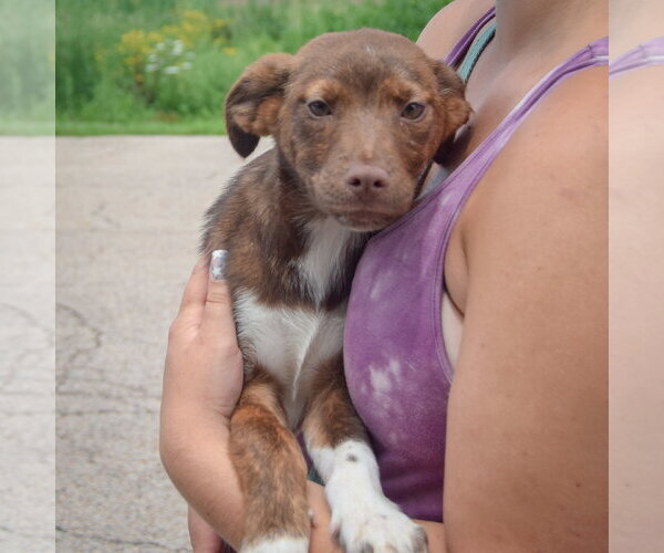 Medium Photo #5 Australian Shepherd-Unknown Mix Puppy For Sale in Huntley, IL, USA