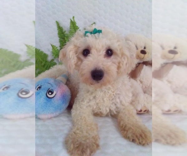Medium Photo #1 Bichpoo Puppy For Sale in SUGARCREEK, OH, USA