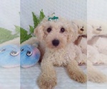 Small Photo #1 Bichpoo Puppy For Sale in SUGARCREEK, OH, USA