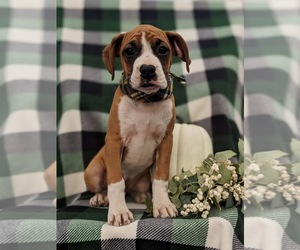 Boxer Puppy for sale in KIRKWOOD, PA, USA