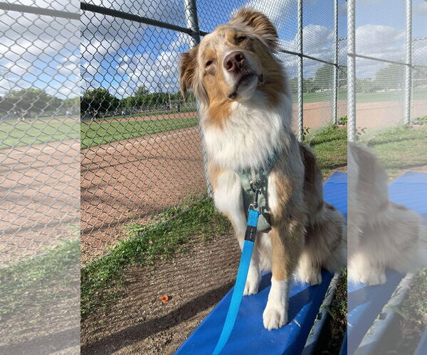 Medium Photo #8 Australian Shepherd Puppy For Sale in Oro Medonte, Ontario, Canada