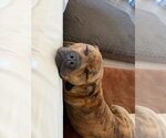Small #2 Boxer Mix