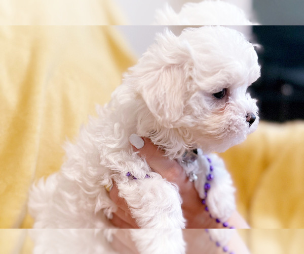Medium Photo #5 Maltese Puppy For Sale in CHARLOTTE, NC, USA