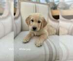 Puppy White Girl Golden Retriever