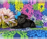 Small Photo #5 YorkiePoo Puppy For Sale in OXFORD, PA, USA