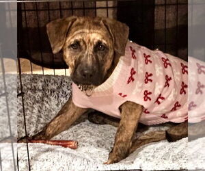 Savannah - Female Plott Hound-Unknown Mix Dog for Adoption - Photo #9
