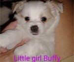 Small Photo #3 Chihuahua-Pom-Shi Mix Puppy For Sale in KANNAPOLIS, NC, USA