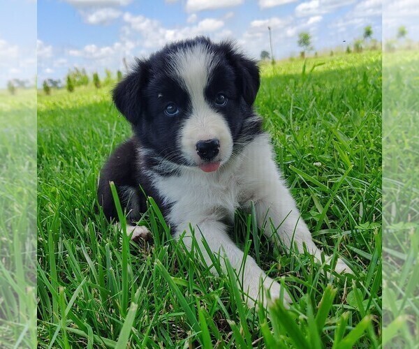 Medium Photo #80 Border Collie Puppy For Sale in NORBORNE, MO, USA