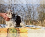 Small #19 Shih Tzu