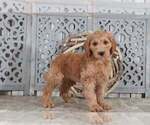 Small Photo #1 Goldendoodle Puppy For Sale in MOUNT VERNON, OH, USA