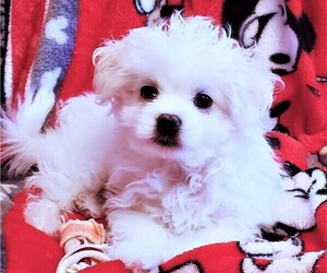 Maltese Puppy for sale in PISCATAWAY, NJ, USA