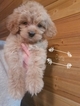 Small Photo #6 Maltipoo Puppy For Sale in CEDAR HILL, MO, USA