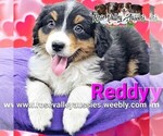 Puppy Reddy Australian Shepherd