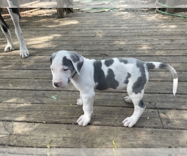 Medium Photo #13 Great Dane Puppy For Sale in LANSING, MI, USA