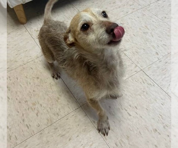 Medium Photo #8 Chihuahua-Unknown Mix Puppy For Sale in Princeton, MN, USA