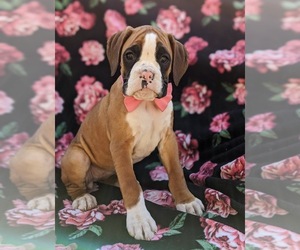 Boxer Puppy for sale in STEVENS, PA, USA