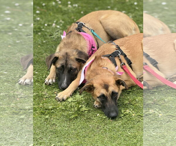 Medium Photo #19 German Shepherd Dog Puppy For Sale in Seattle, WA, USA