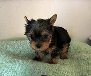 Yorkshire Terrier Puppy for sale in VIRGINIA BEACH, VA, USA