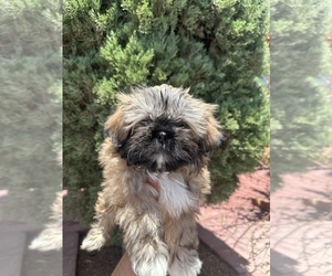 Medium Shih Tzu