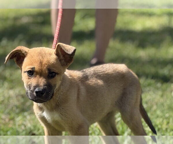 Medium Photo #1 Mutt Puppy For Sale in Yardley, PA, USA