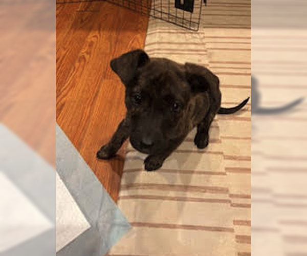 Medium Photo #1 Labrador Retriever-Mountain Cur Mix Puppy For Sale in Plainfield, IL, USA