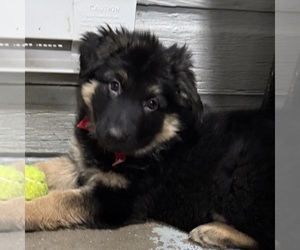 German Shepherd Dog Puppy for sale in BRIGHTON, CO, USA