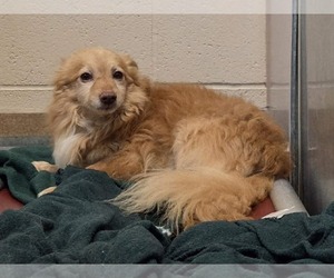 Pomeranian Dogs for adoption in Martinez, CA, USA